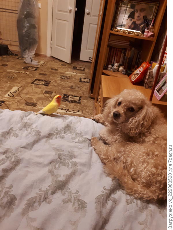 Персик и Кирюша