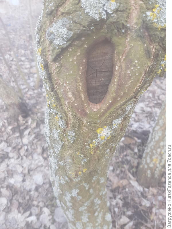 Срез, сделанный по кольцевому наплыву, равномерно и быстро зарастает.