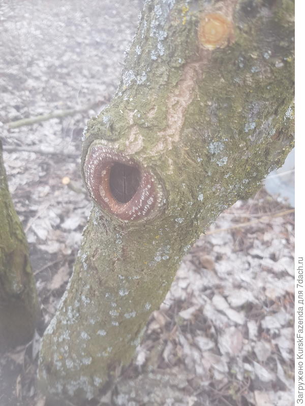 Обрезка на кольцо скелетных ветвей абрикоса, расположенной слишком низко