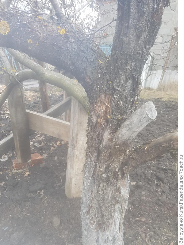 Последствия неправильной обрезки и морозобоин