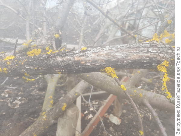 Последствия неправильной обрезки и морозобоин