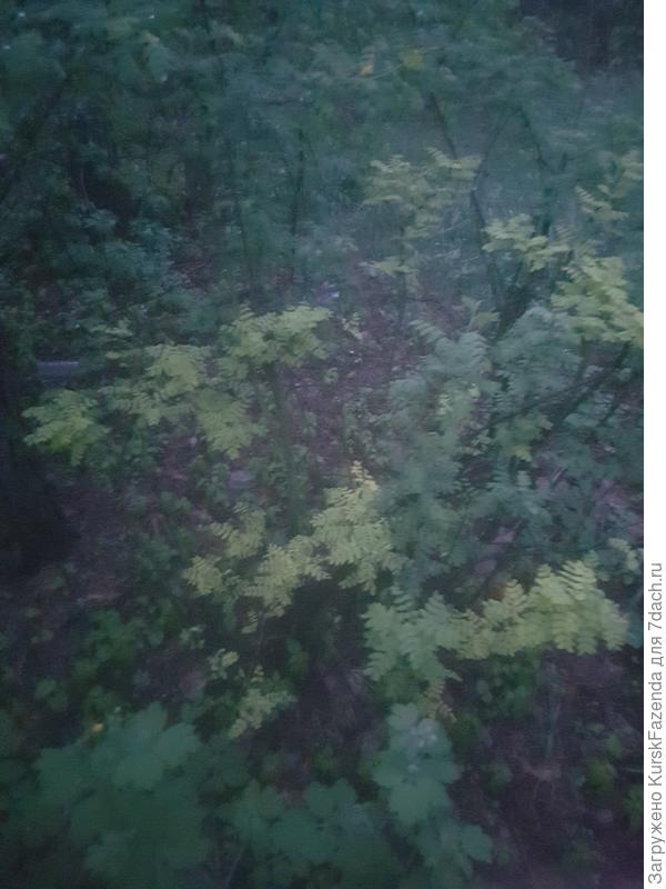 Пожелтевшая акация