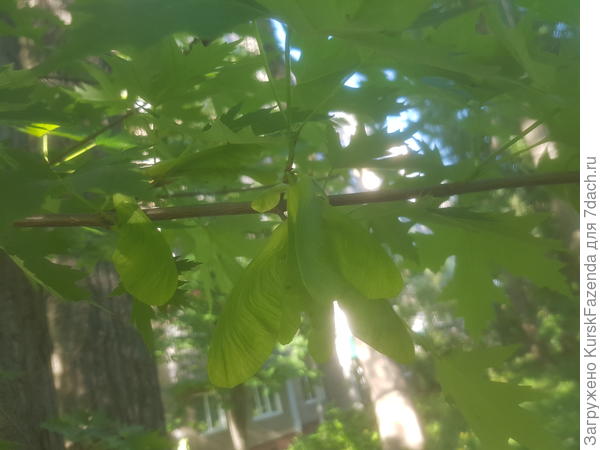 Семена клена