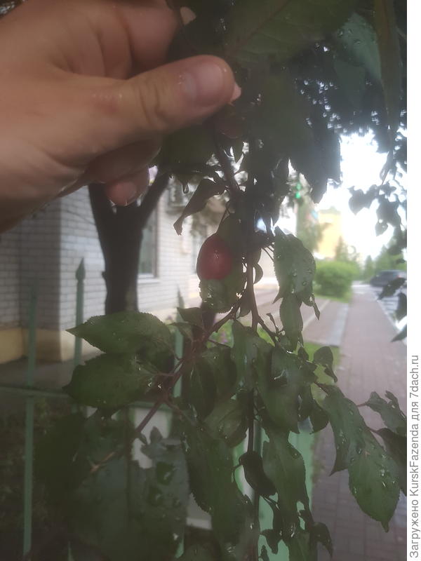 Слива в первой декаде июня крупнее, чем садовые сливы сейчас у нас