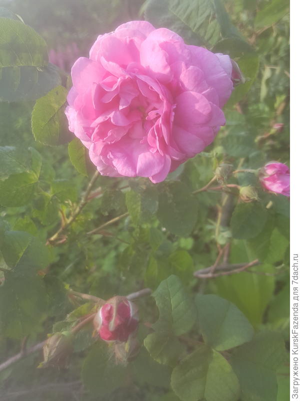 Курская роза