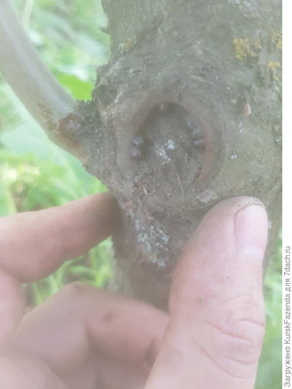 Снял укрытие на срезе