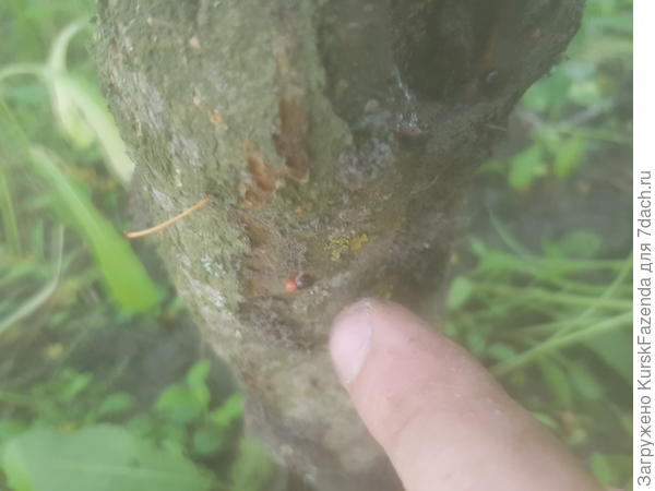 Раздавил тлю