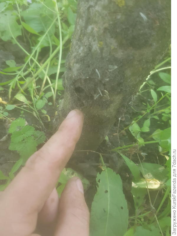 Под укрытием сидит тля