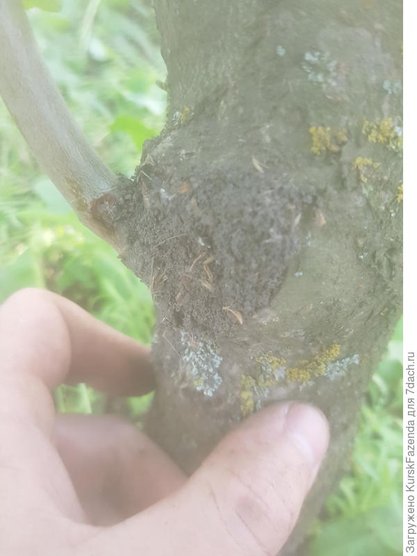 Закрыли срез землей; под ним тля