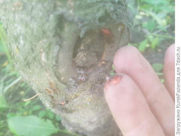 Раздавил тлю чуть выше и правее этого места, которая сидела на зарастающей коре