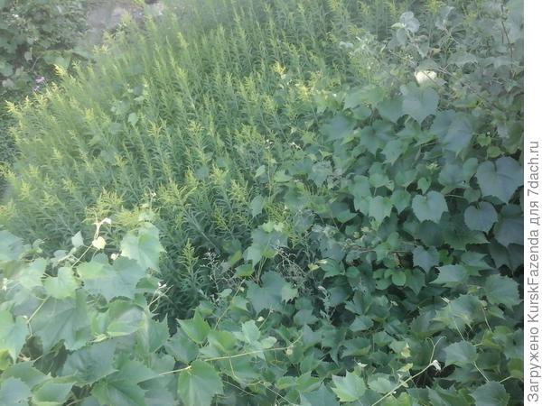 Вид сверху с противоположной от погреба стороны