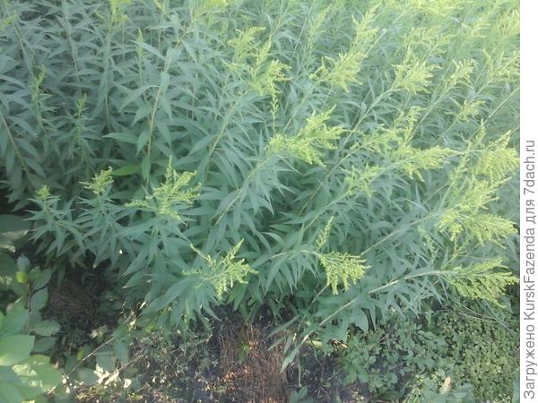 Вид сверху со стороны погреба (над ним будет зал)