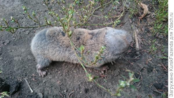 Направляется ближе к траве.