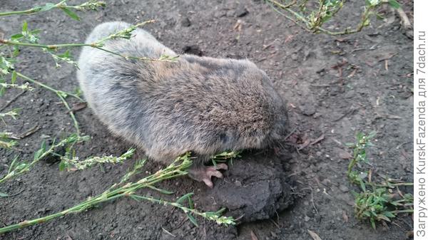 Ищет место, где бы зарыться.