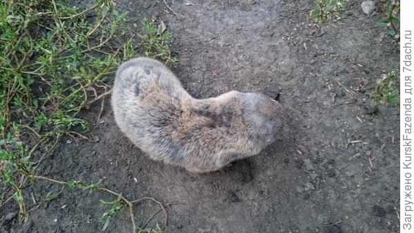 Разворачивается.