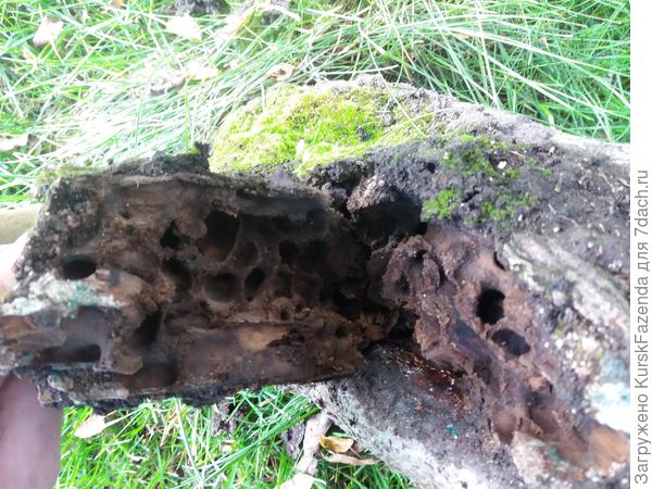 Даже небольшой пенек спустя несколько лет загнил, внутри появилась труха, что привлекло муравьев (&amp;quot;соты&amp;quot; внутри, на разломе - это их ходы), внутри дерева процесс гниения древесины продолжается дальше, если не принять меры.