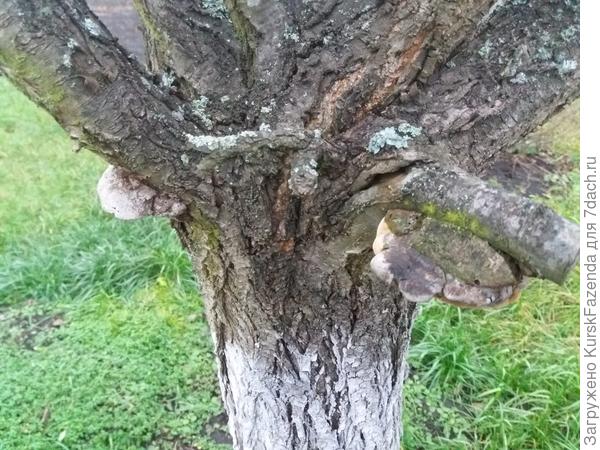 Такое на многих сливах