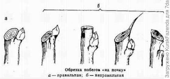 Срез на почку: правильно; подрезано основание; оставлен пенек; пенек с задиром, срез со скосом в обратную сторону с оставлением пенька.