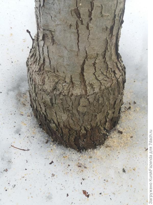 Привитый у корневой шейки боярышник. Место прививки четко видно.