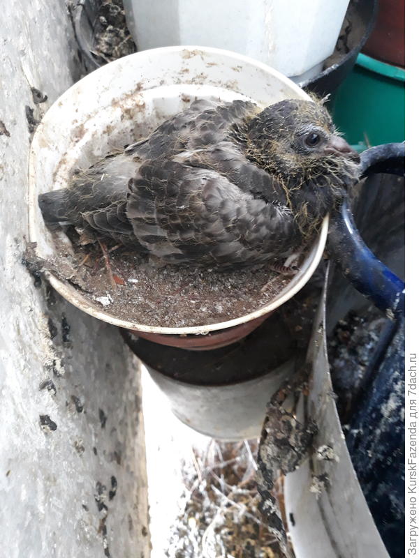 Голубь второго выводка