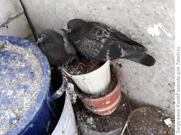 Второй выводок