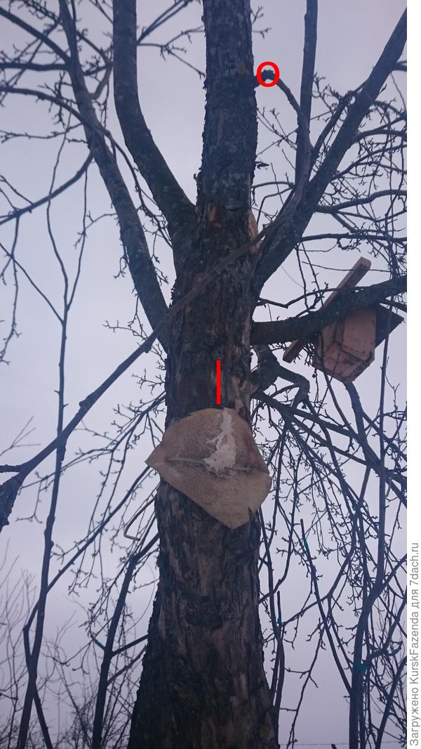 Красным отмечены место отлома ветви и место ее всовывания за сало.