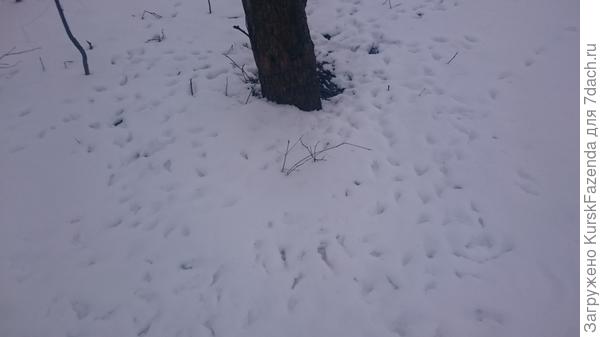 Натоптали в приствольном круге