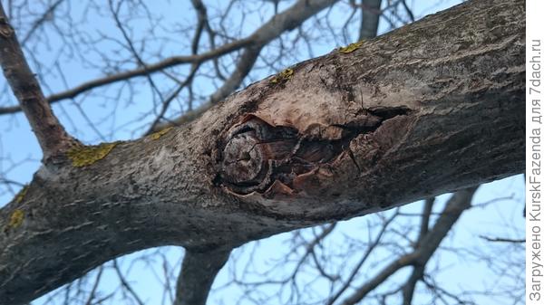 Даже правильно выполненный срез может не зарасти и привести к отмиранию коры вокруг среза и, как следствие, образованию ворот для инфекции.