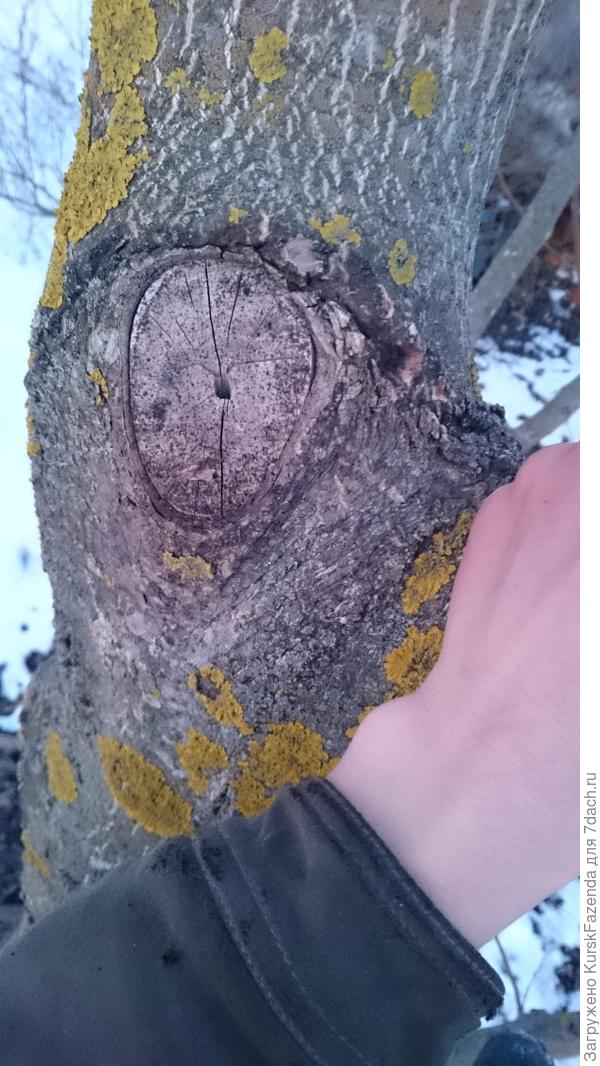 Опасно: срез, хотя и небольшой, но не зарастает; велик риск выпревания и образования дупла.