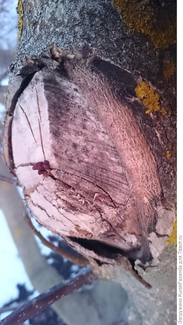 Срез выполнен небрежно; оставлен сравнительно небольшой пенек, однако трещин на нем уже достаточно для проникновения заразы. Проросшие споры дереворазрушающих грибов в таких местах - совершенно обычное дело.