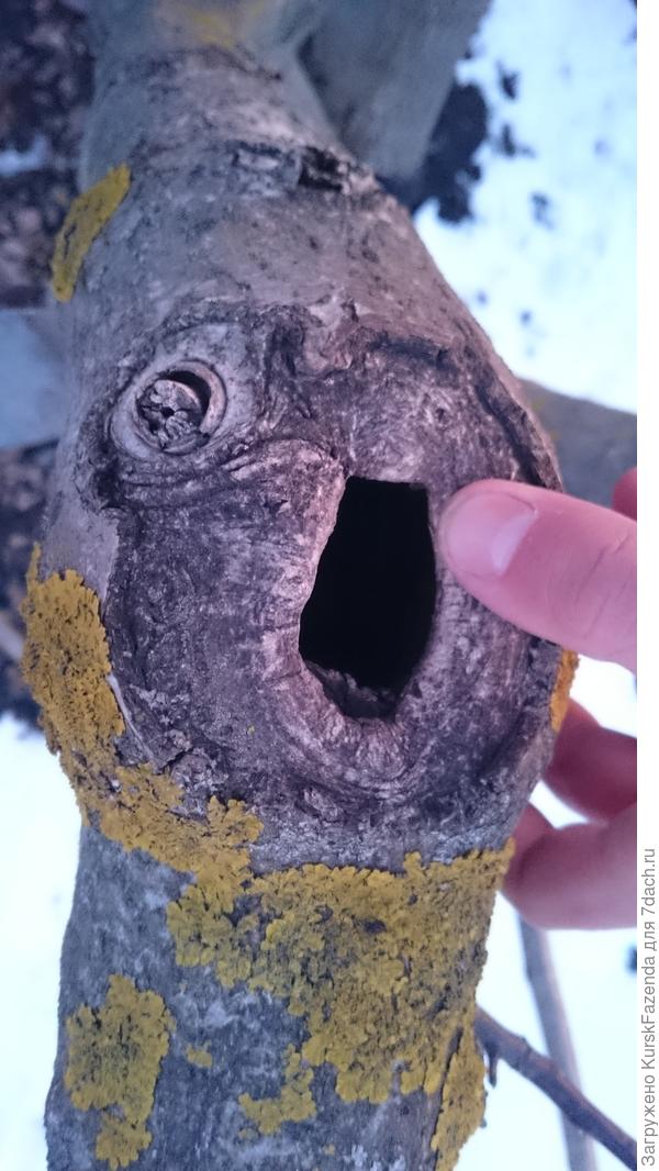 Дупло, образованное после обрезки на перевод (как видно, пенька нет и срез даже начал зарастать, но не успел и в итоге образовалось дупло на несколько десятков сантиметров прямо внутри ветви). Поэтому стоит избегать больших срезов, которые зарастают дольше (из примера на предыдущем фото видно, что даже тонкие ветви могут быть источником проблем, а тут ветвь в разы толще).