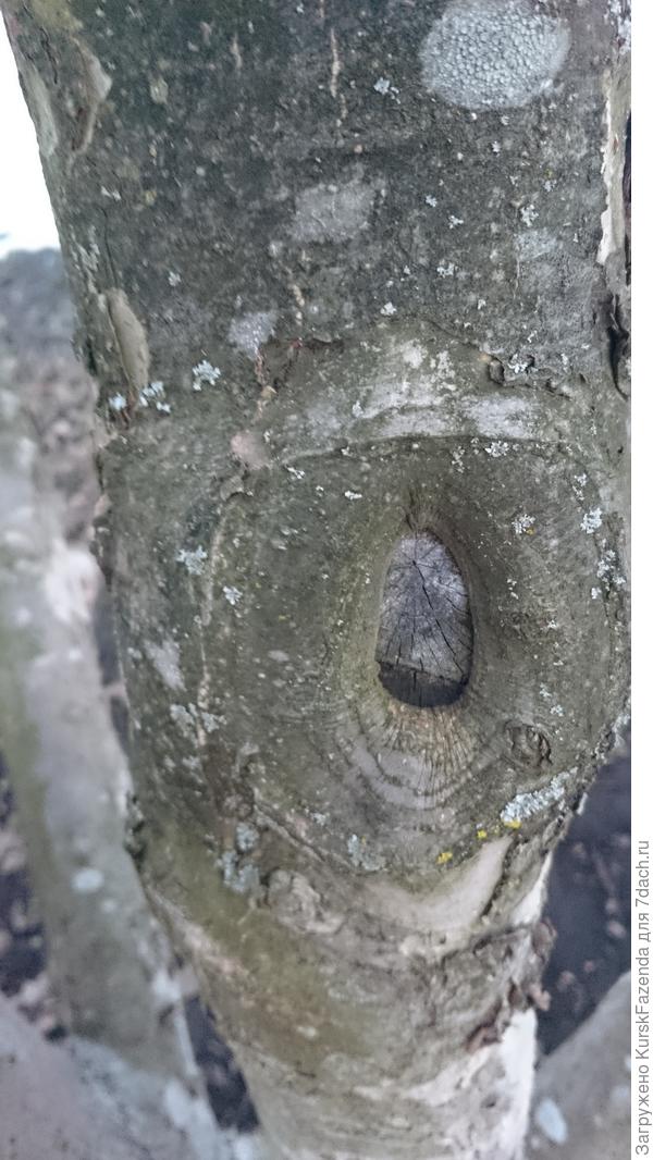 Еще более крупные и за десяток лет полностью не зарастают (но у яблони древесина потверже, загнивания нет - и то хорошо).