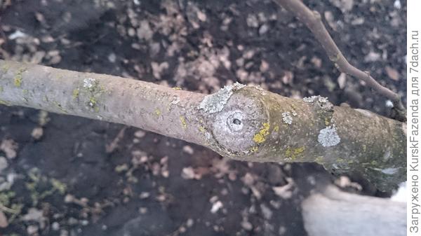 Обрезка на перевод на не особо сильное ответвление. Тем не менее, заросло хорошо.