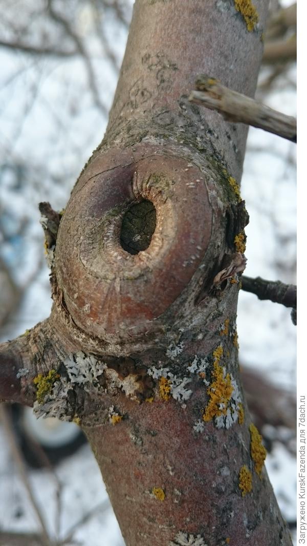 И вот так. А не с образованием дупел.