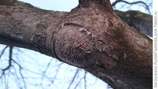 Да и более крупные тоже. Чем более дерево сильнорослое - тем быстрее идет процесс заживления.