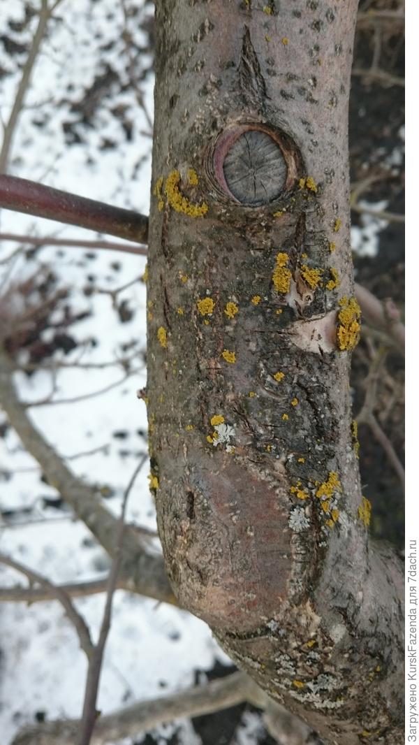 Только лишь круглый заплыв выдает, что ранее там была ветвь (обрезка на перевод на сильное боковое ответвление).