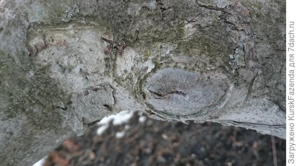 Хорошее зарастание.