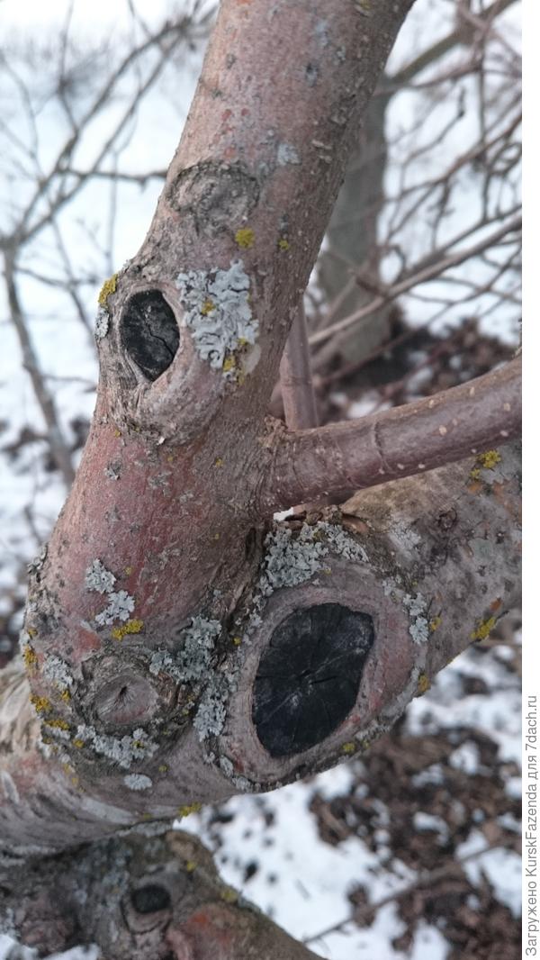 В местах развилок обрезку нужно проводить особенно аккуратно, чтобы не повредить соседние ветви.