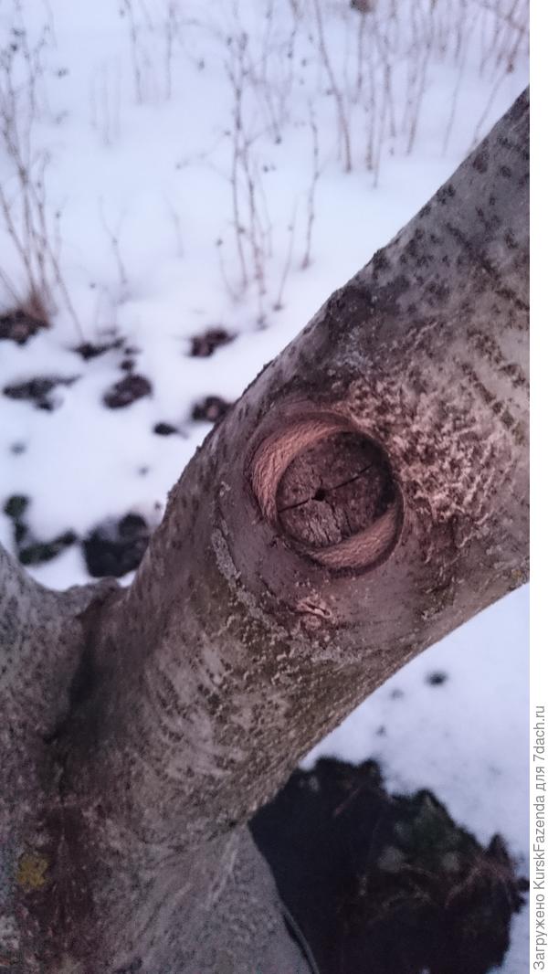 Перевод на сильное боковое ответвление. Такой срез неопасен даже для грецкого, потому что он небольшого диаметра.
