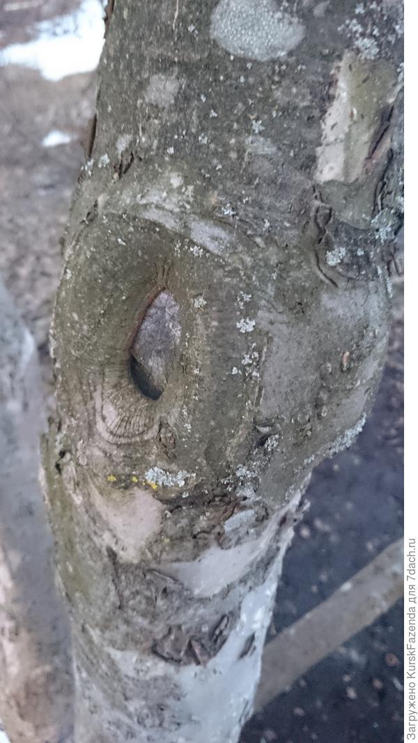 Срезы крупных ветвей на больших ветвях всегда долго зарастают..