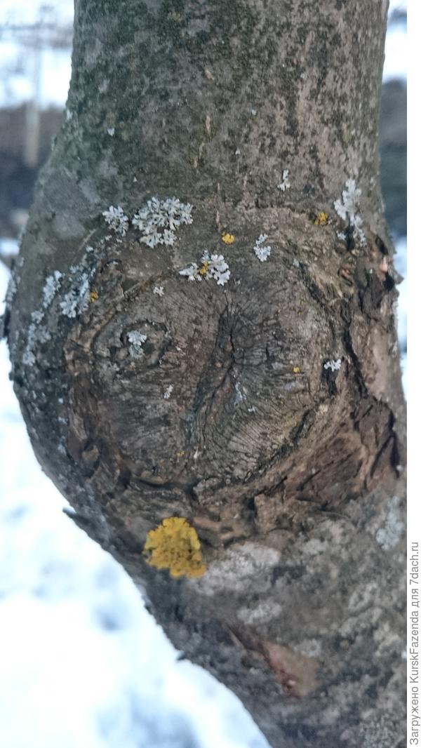 Старый срез при обрезке на перевод полностью зарос.