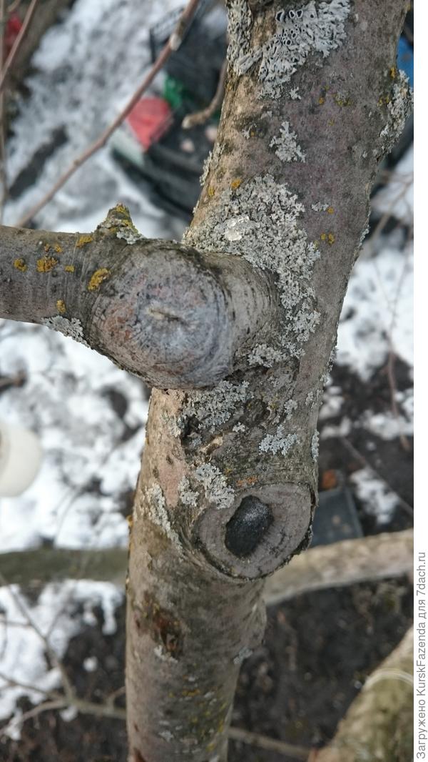 Срезы на яблонях (кроме карликовых) зарастают обычно всегда хорошо.