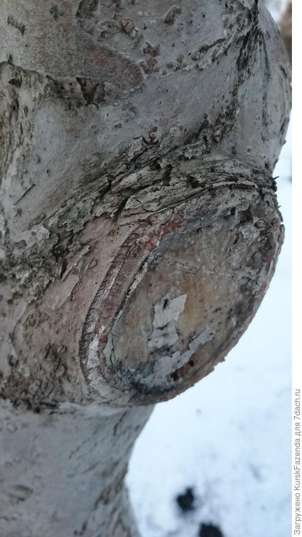 На штамбе, стволе и крупных ветвях большие срезы надо выполнять с осторожностью.