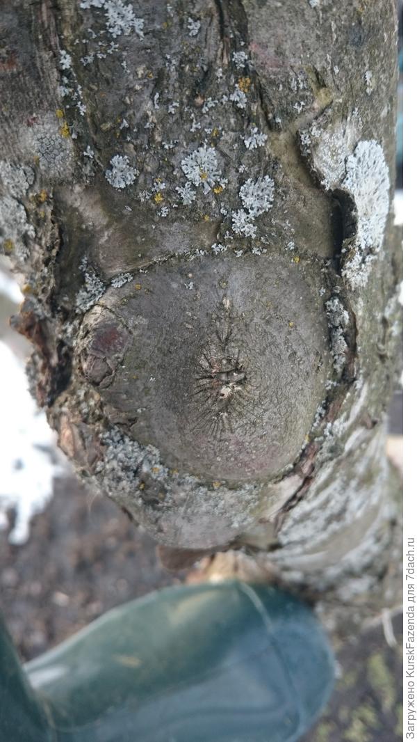 Хорошее зарастание.