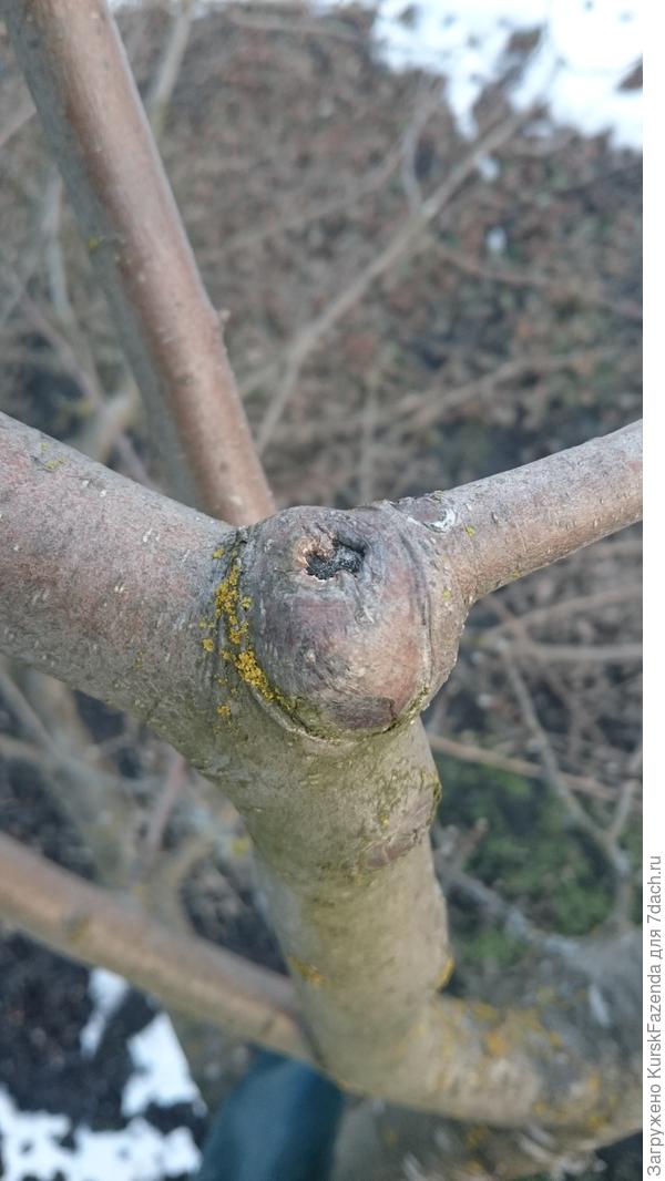 Даже при обрезке на перевод.