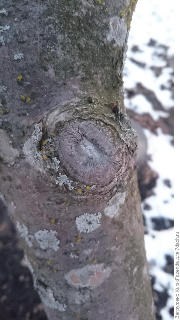 Мелкие срезы зарастают активно.