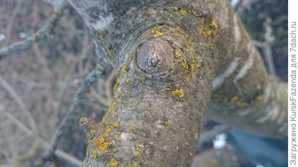 Здесь был волчок. Когда срезы делаются на кольцо, то даже волчки больше не нарастают и срез очень быстро затягивается.