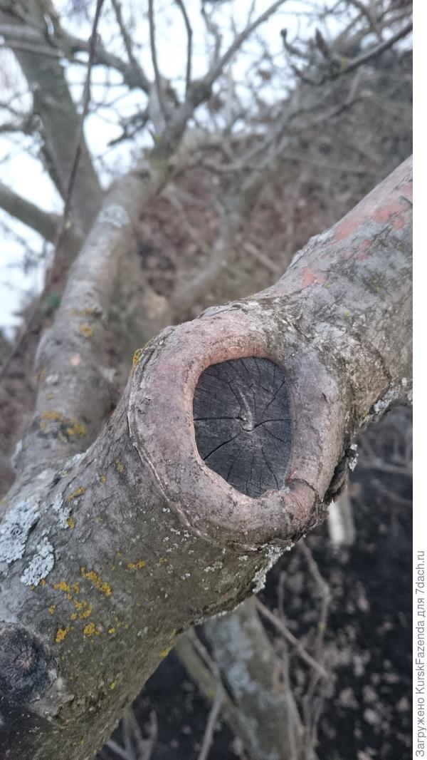 Довольно большая площадь среза, но зарастает нормально. На орехе такой срез бы уже с большой долей вероятности бы начал загнивать с образованием обширного дупла.