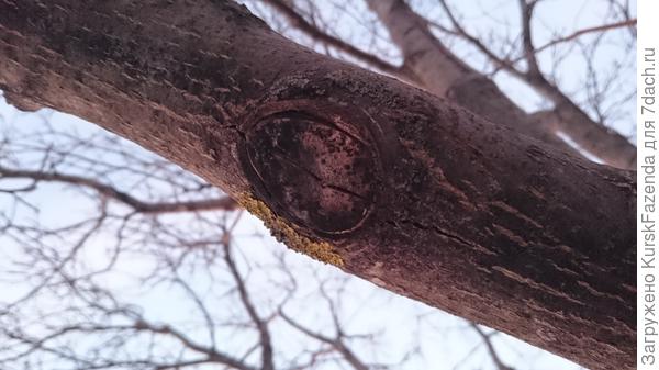 Нижние срезы (находящиеся на нижней стороне ветвей и которые "смотрят" вниз) нередко тоже плохо зарастают (впрочем, предугадать, как будет зарастать срез - при обрезке почти невозможно).