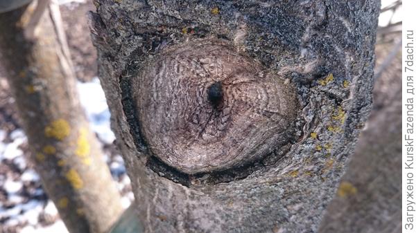 Почти зарос.